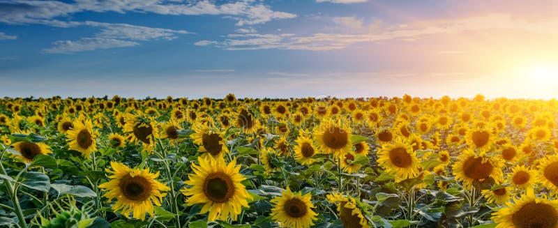 Campos del girasol durante puesta del sol Compuesto de Digitaces de una salida del sol sobre un campo de girasoles amarillos de o imagenes de archivo Campos del girasol durante puesta del sol Compuesto de Digitaces de una salida del sol sobre un campo de girasoles amarillos de o imagenes de archivo