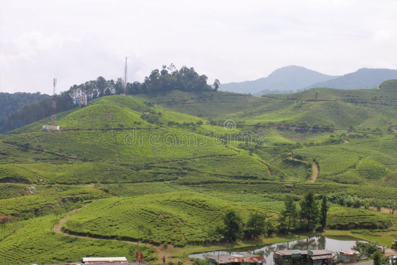 Campos del té en Puncak, Indonesia imagen de archivo libre de regalías Campos del té en Puncak, Indonesia imagen de archivo libre de regalías