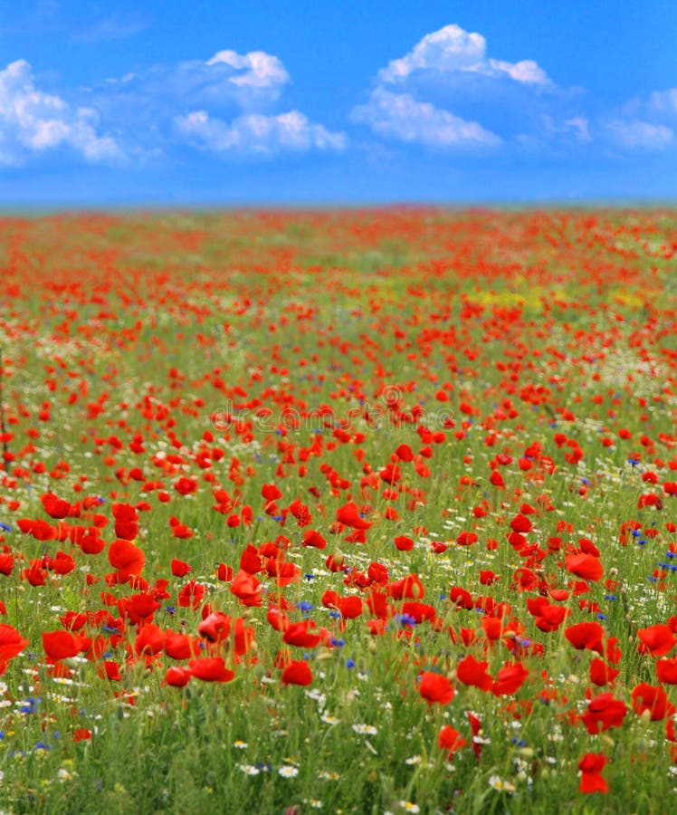 Campos del verano Campos del verano