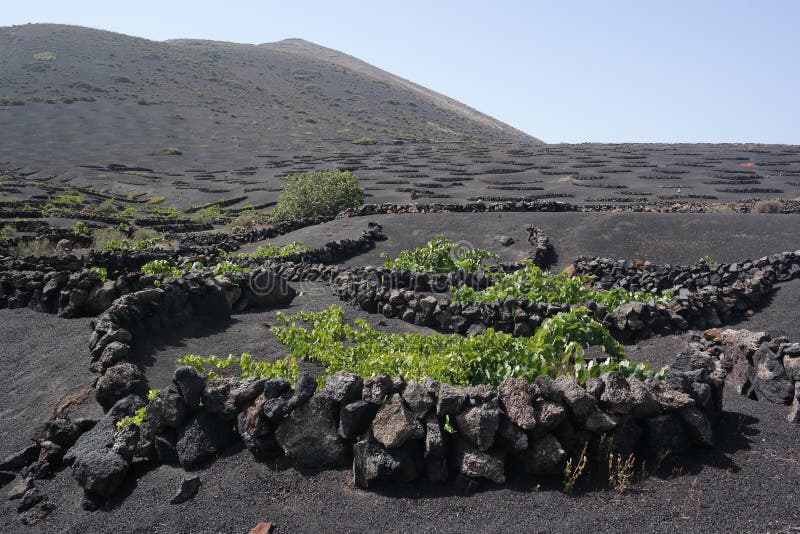 Campos do grapewine de Yaisa, lanzarote, ilhas de canaria fotografia de stock Campos do grapewine de Yaisa, lanzarote, ilhas de canaria fotografia de stock