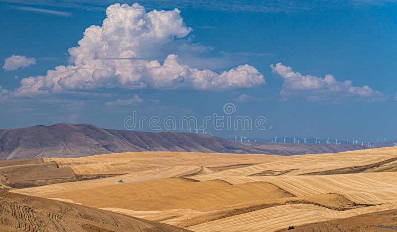 Campos dorados de trigo en la cima de la cosecha