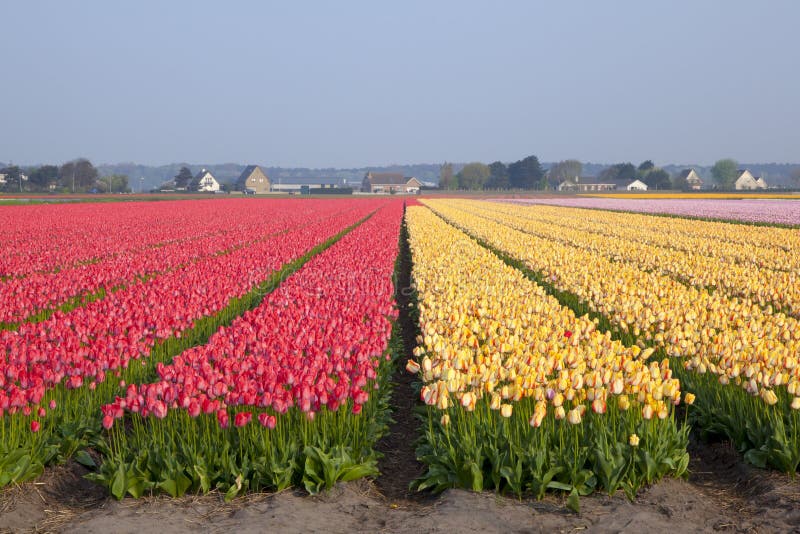 Campos holandeses do Tulip fotografia de stock Campos holandeses do Tulip fotografia de stock