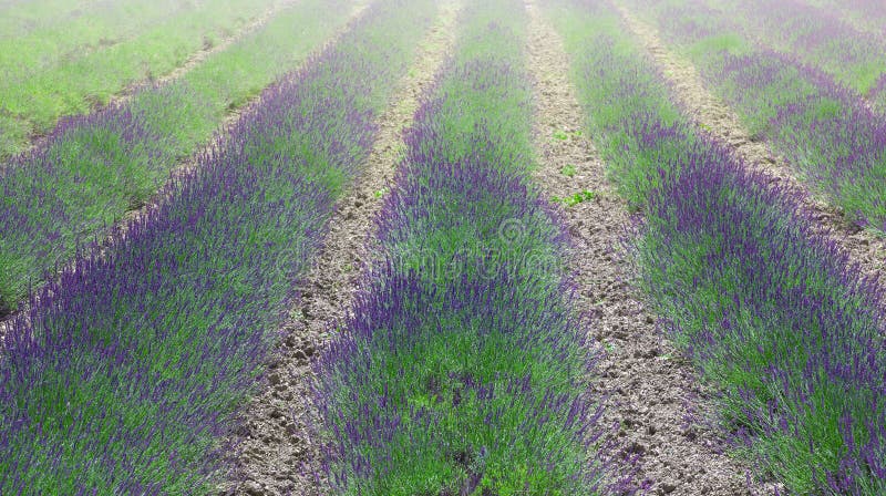 Campos perfumados florecientes de la flor de la lavanda en filas sin fin fotografía de archivo Campos perfumados florecientes de la flor de la lavanda en filas sin fin fotografía de archivo
