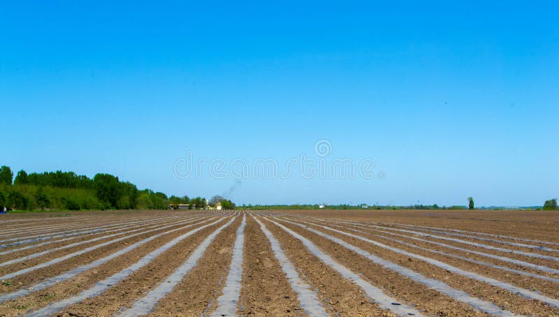 Campos plantados com batatas imagem de stock Campos plantados com batatas imagem de stock