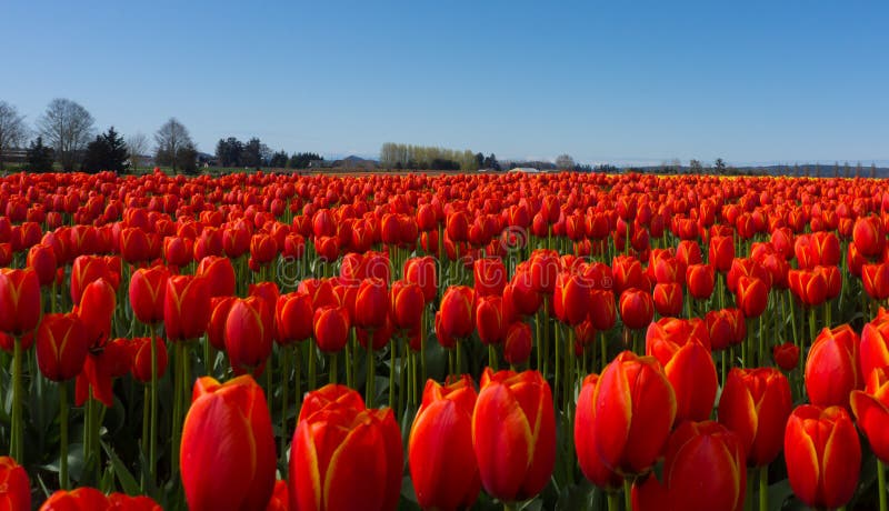 Campos rojos del tulipán fotos de archivo libres de regalías Campos rojos del tulipán fotos de archivo libres de regalías