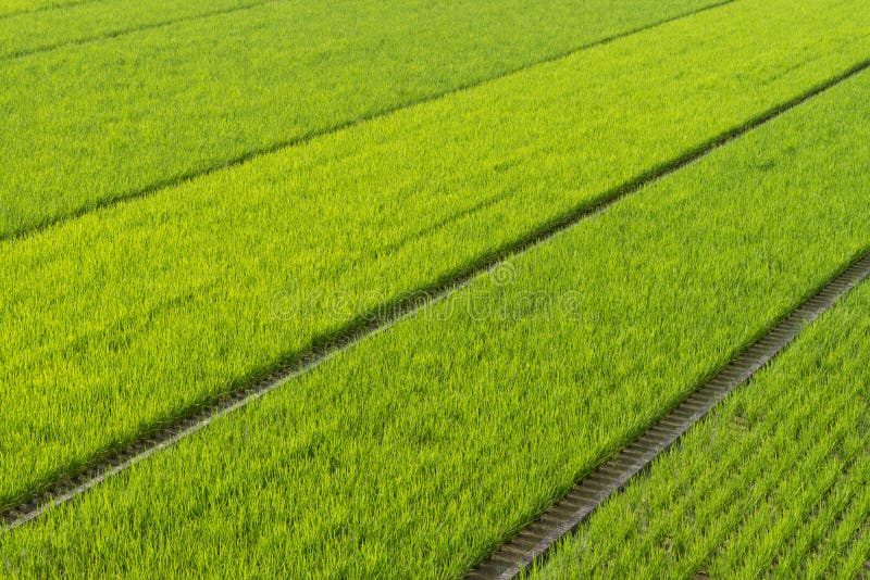 Campos sin fin del arroz foto de archivo Campos sin fin del arroz foto de archivo