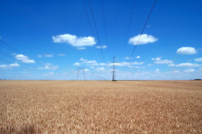 Campos y líneas eléctricas de trigo imagen de archivo libre de regalías Campos y líneas eléctricas de trigo imagen de archivo libre de regalías