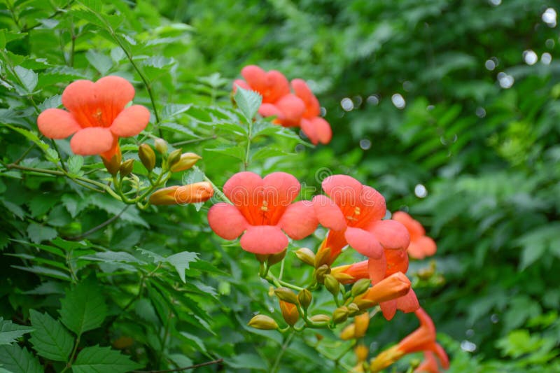 Campsis Grandiflora with Green Leaves in Summer Stock Photo - Image of ...