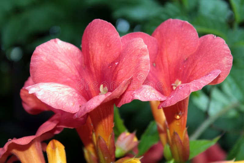 Campsis (trumpetvinranka) royaltyfri fotografi Campsis (trumpetvinranka) royaltyfri fotografi
