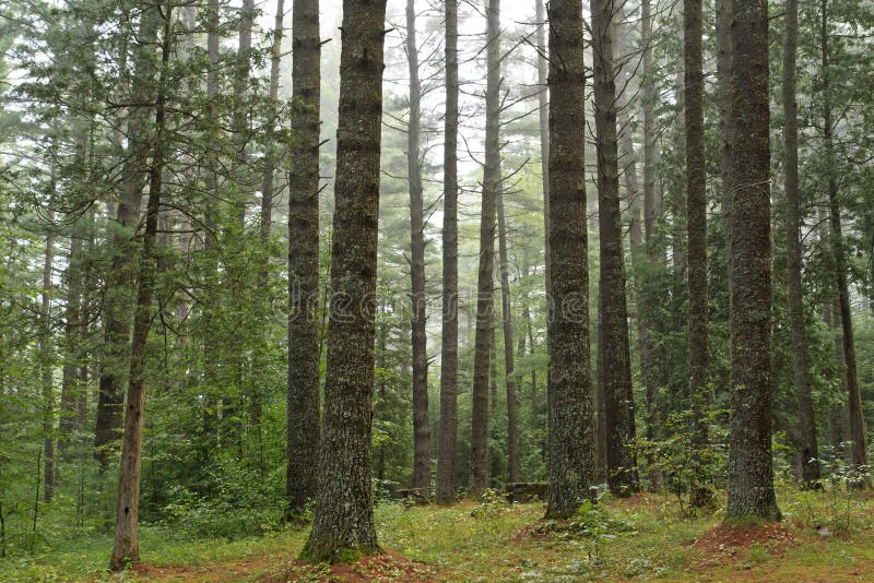 A campsite is barely visible through a forest of old growth pines on a foggy morning at Sharp Bridge Campground in the Adirondack Park in New York. A campsite is barely visible through a forest of old growth pines on a foggy morning at Sharp Bridge Campground in the Adirondack Park in New York.