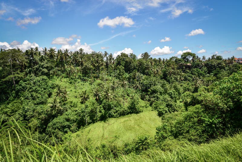 Campuhan Ridge Walk appena fuori di Ubud, Bali, Indonesia immagine stock Campuhan Ridge Walk appena fuori di Ubud, Bali, Indonesia immagine stock