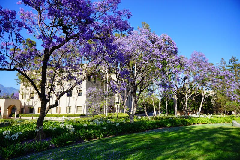The campus of Caltech
