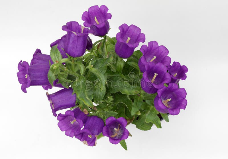 Campânula Bellflowers violetas de florescência isolados no fundo branco Flor da campânula da planta, foto da flor do espaço da có imagens de stock royalty free Campânula Bellflowers violetas de florescência isolados no fundo branco Flor da campânula da planta, foto da flor do espaço da có imagens de stock royalty free