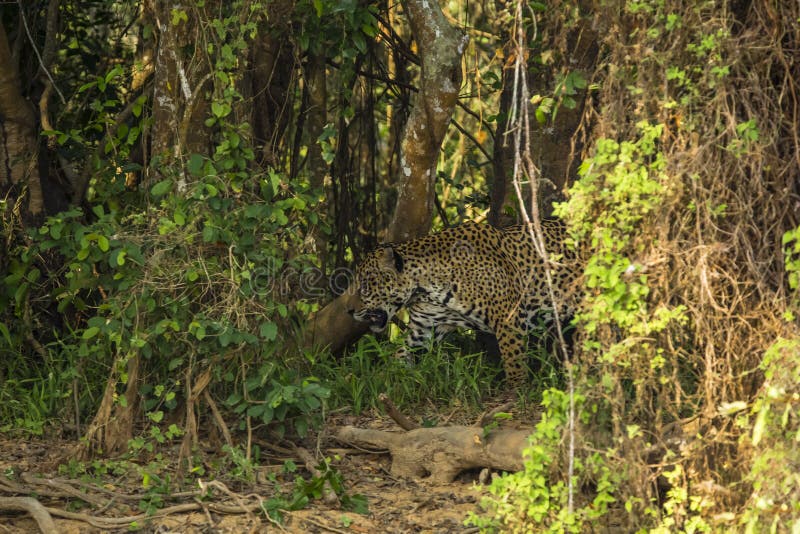 Camuflaje: Jaguar salvaje que camina a través de selva densa imagen de archivo libre de regalías Camuflaje: Jaguar salvaje que camina a través de selva densa imagen de archivo libre de regalías