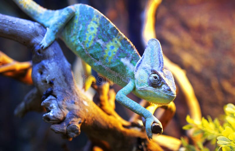 Caméléon photographie stock libre de droits Caméléon photographie stock libre de droits