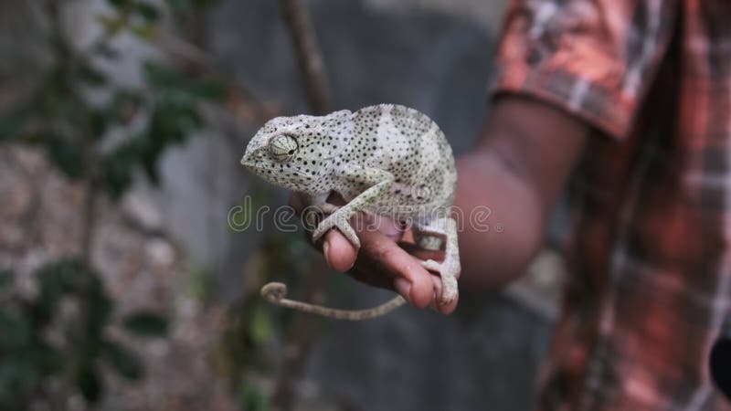 Caméléon assis en noir homme main africaine tient drôle lézard à palme zanzibar