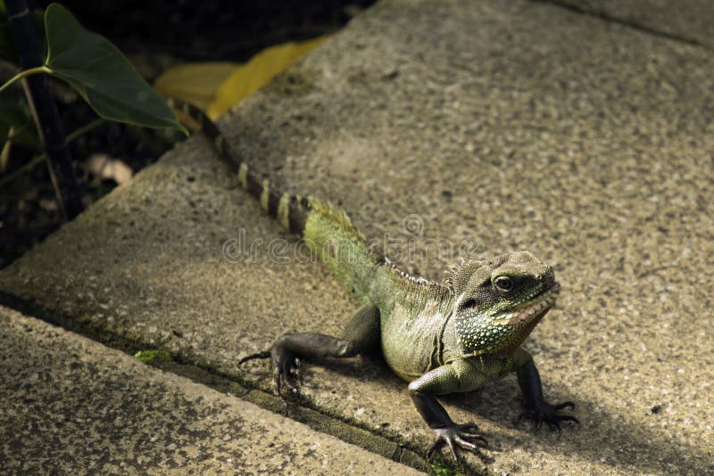 Caméléon en parc public. Un caméléon dans une dalle en béton - une photo de parc public