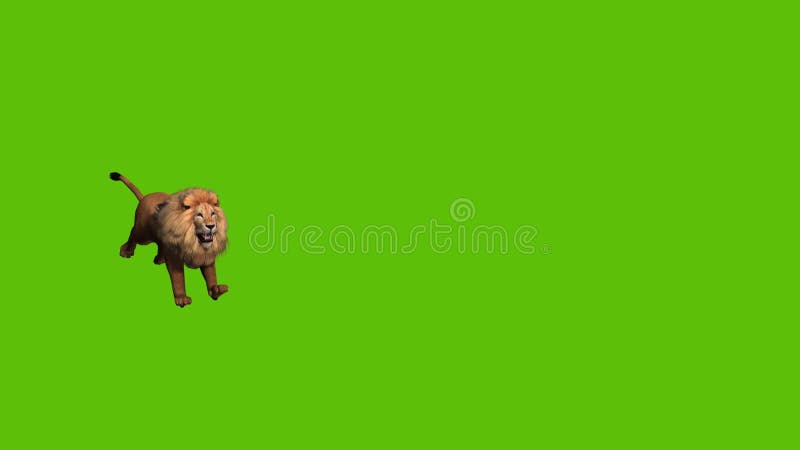 Caméra de approche du lion 15 animé, sur un fond vert illustration libre de droits