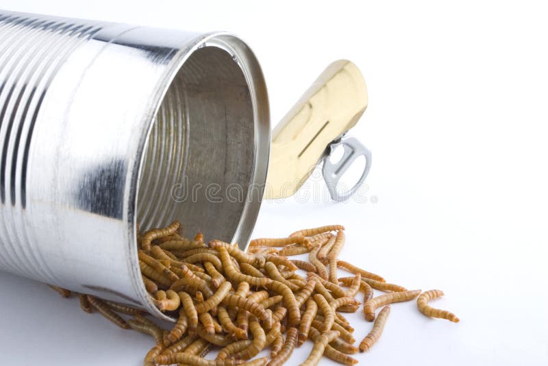 Open Can Worms Stock Photos Free & RoyaltyFree Stock Photos from