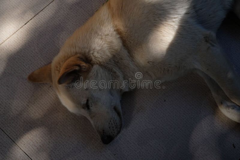 Canaan Dog Sleeping on Floor Stock Photo Image of canaan, nature