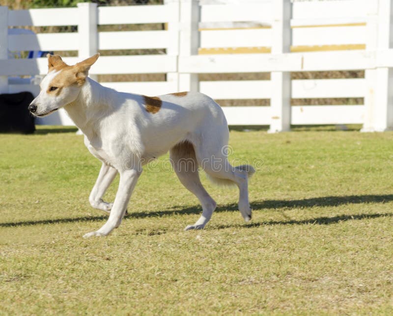 A young, beautiful, white and cream, brown, orange sable Canaan walking on the grass looking happy and playful. Kelef K'naani dogs are medium sized with erect ears, almond eyes, intelligent and very good watchdogs. A young, beautiful, white and cream, brown, orange sable Canaan walking on the grass looking happy and playful. Kelef K'naani dogs are medium sized with erect ears, almond eyes, intelligent and very good watchdogs.