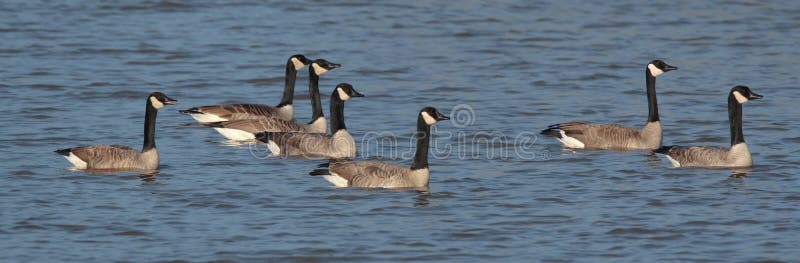 Canada Geese