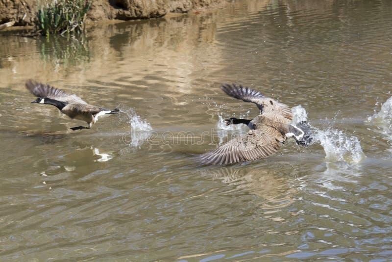 Canada geese (Branta canadensis) fighting