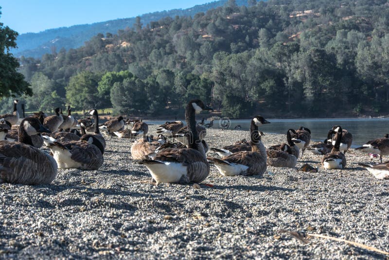 Canada Geese, California stock image. Image of woods 81393439