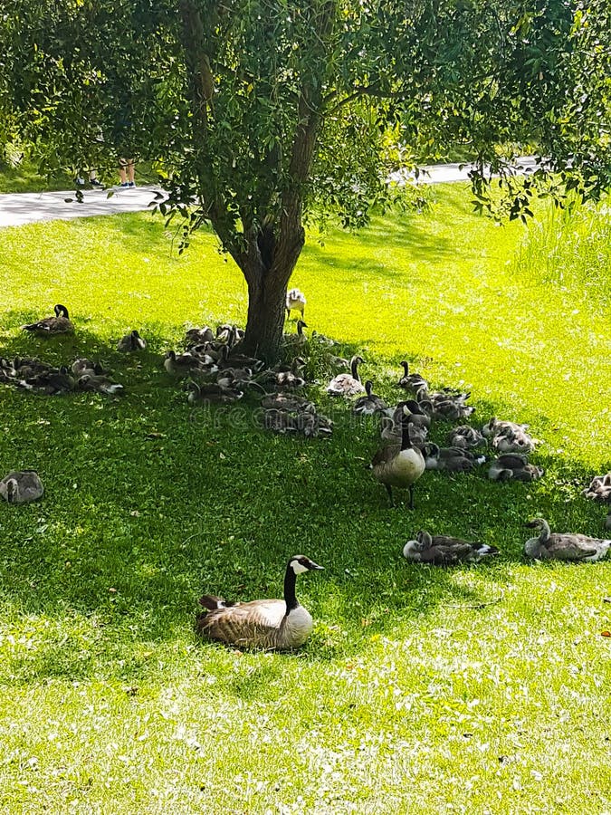 Canadian geese with their goslings