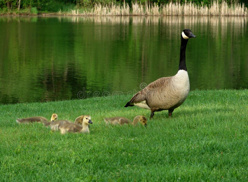 Canada geese family