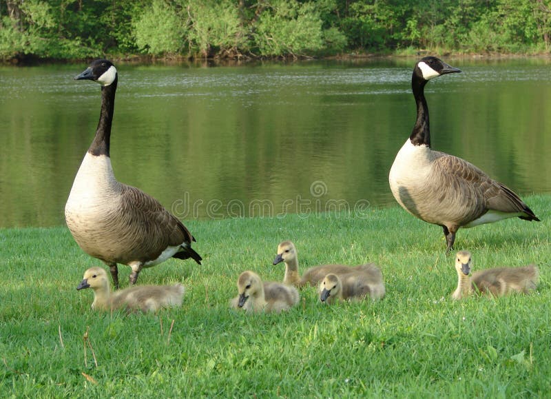 Canada geese family