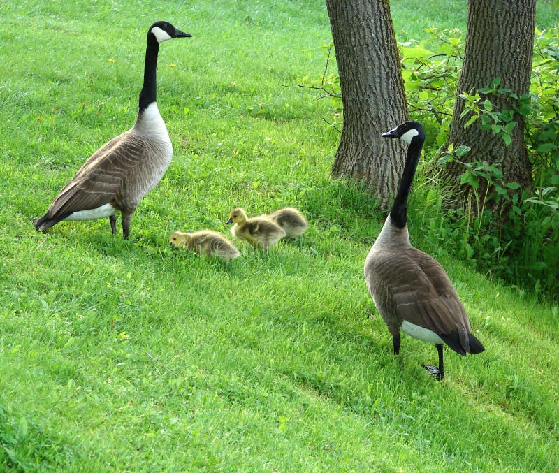 Canada geese family