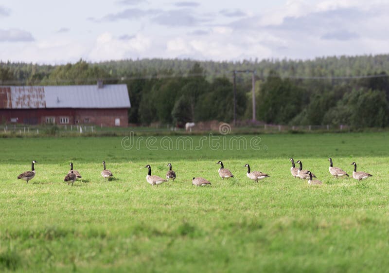 Canada Geese in Farm Field stock photo. Image of line 75565434