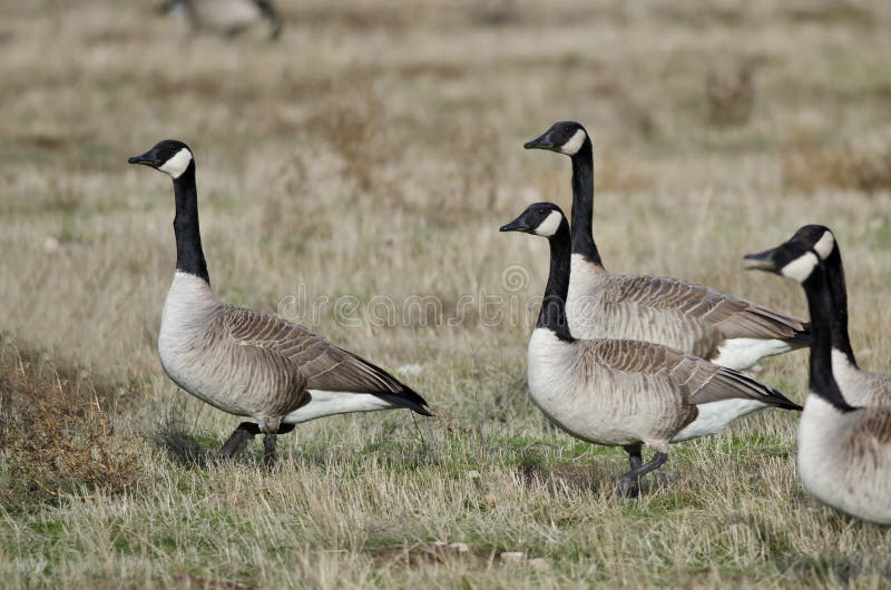 Canada Geese Feeding and Resting in the Autumn Field Stock Photo