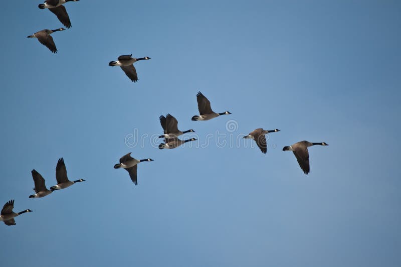 Canada Geese in Flight