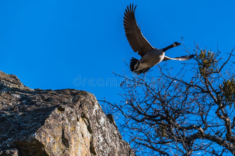 Canada geese in flight goose flying taking off royalty free stock photo Canada geese in flight goose flying taking off royalty free stock photo