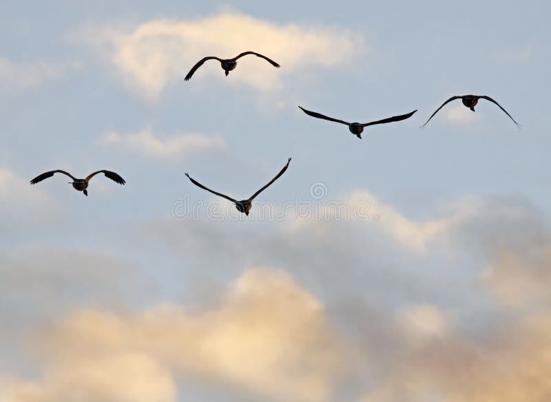 Canada geese fly