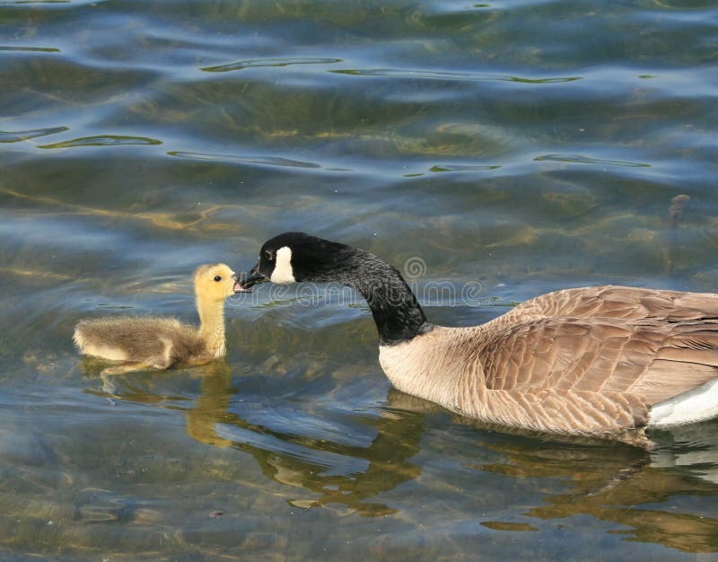 Canada Geese Interaction