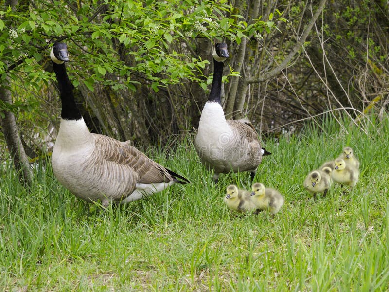 Canada Geese on Land stock image. Image of geese, america 17607867