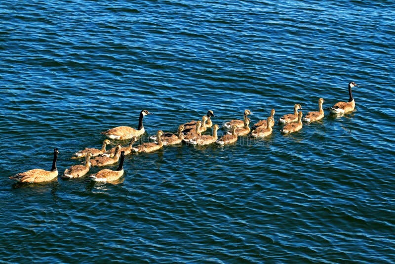 Canada Geese Minocqua Wisconsin