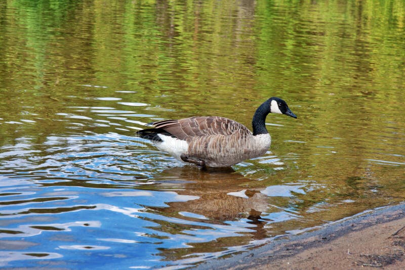 Canada geese stock photo. Image of feathers, large, goose - 34604092