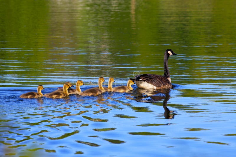 Canada Geese in Spring