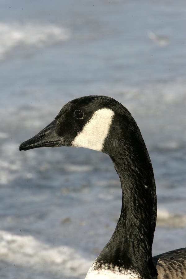Feet Taking Bath Duck Stock Photos Download 49 Royalty Free Photos