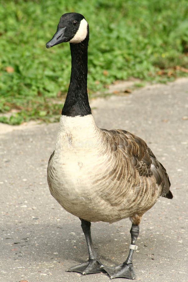 Canada Goose