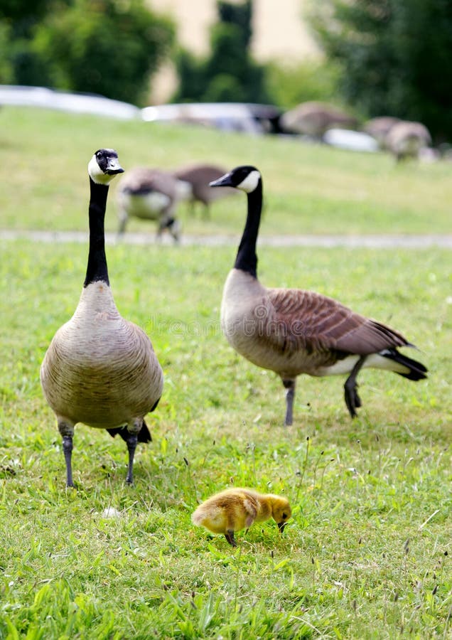 Canada goose stock image. Image of season, field, large 2499197