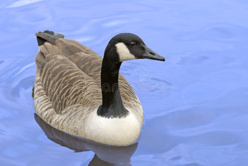 grey goose logo vx 300dpi grey goose logo vx 300dpi