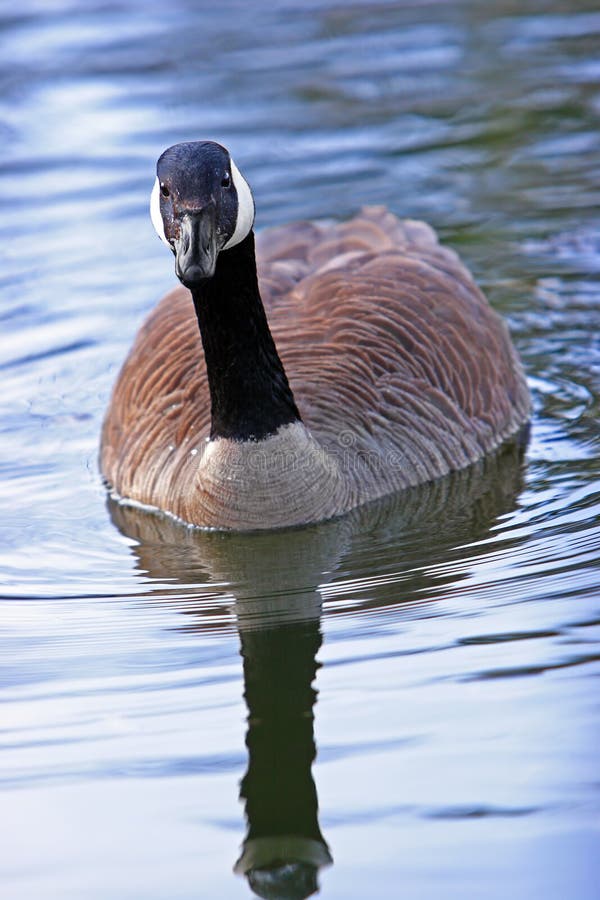 Lovely Canada Goose stock image. Image of floating, water - 8013501