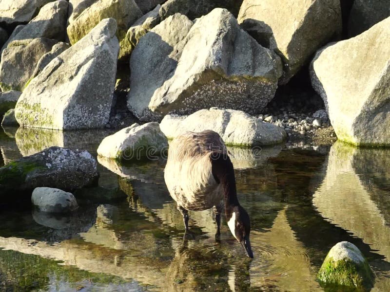 Canada goose bathing in water in the morning sun.