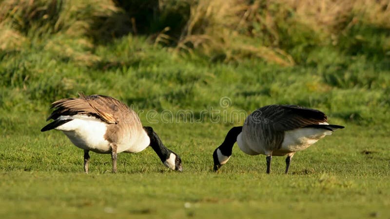 Canada Goose, Branta Canadensis