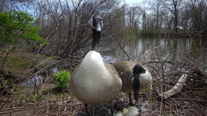 The Canada goose Branta canadensis , birds guard the nest with eggs